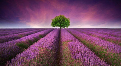 Natural Lavender Essential Oil - Why Use in Massage Oils?